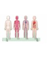 14762 El mega atlas del cuerpo humano 300Pcs +6 Años