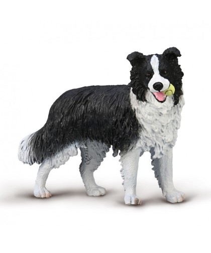 16453 Border Collie - L - 80012