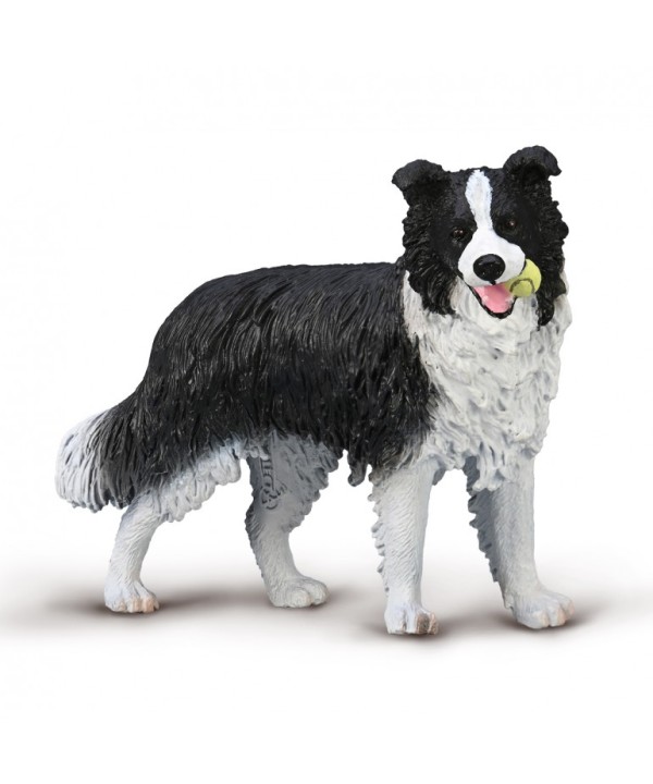16453 Border Collie - L - 80012